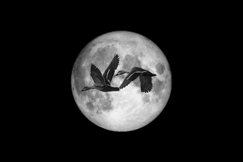 Moonlit Reception